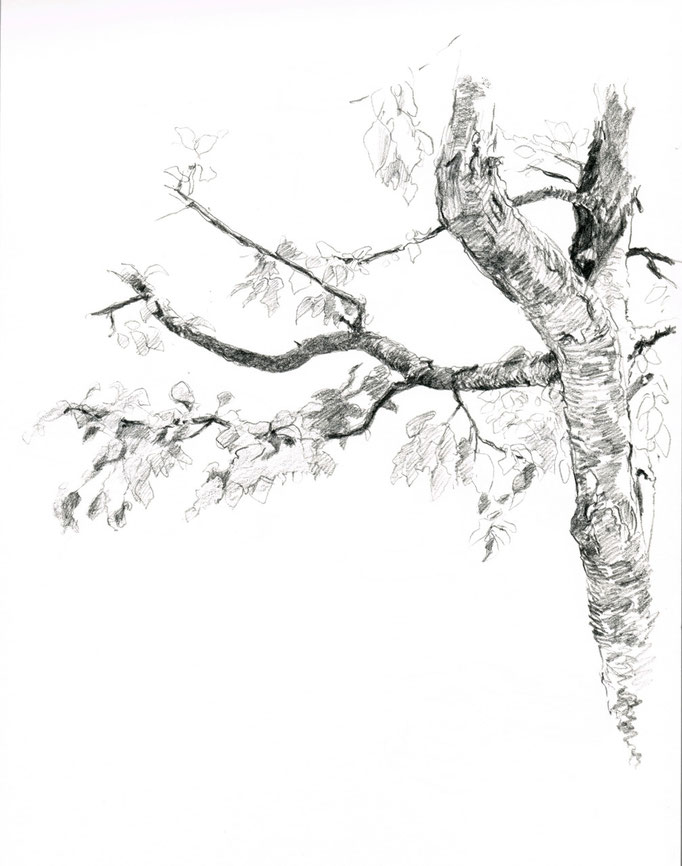 Drawing of a tree in a garden
