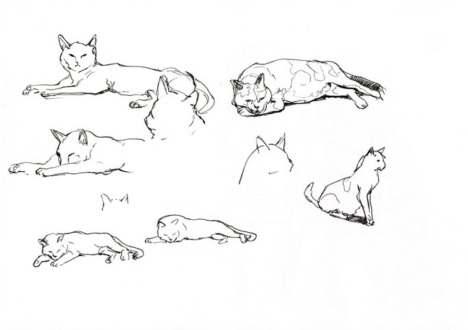 Quick sketches of the stray cats of Civitella