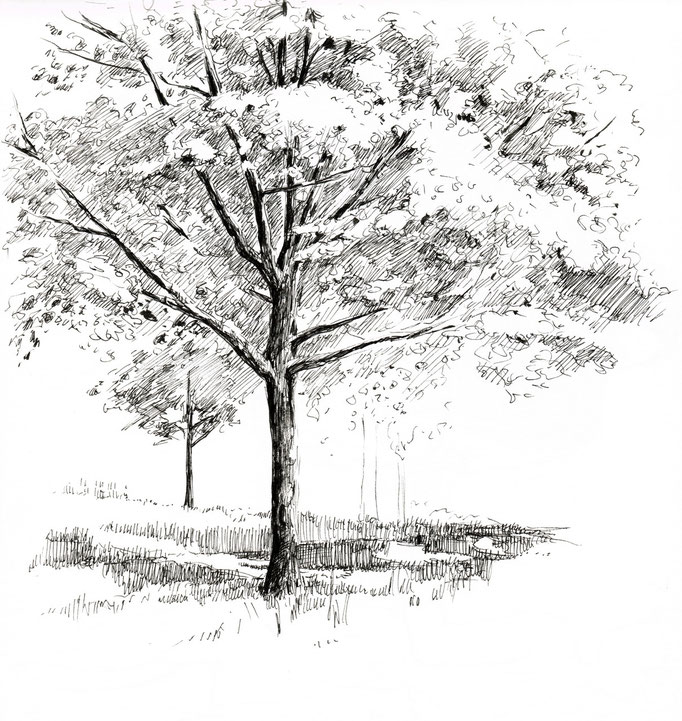 Drawing of a tree, located in a big park in my hometown Nuremberg