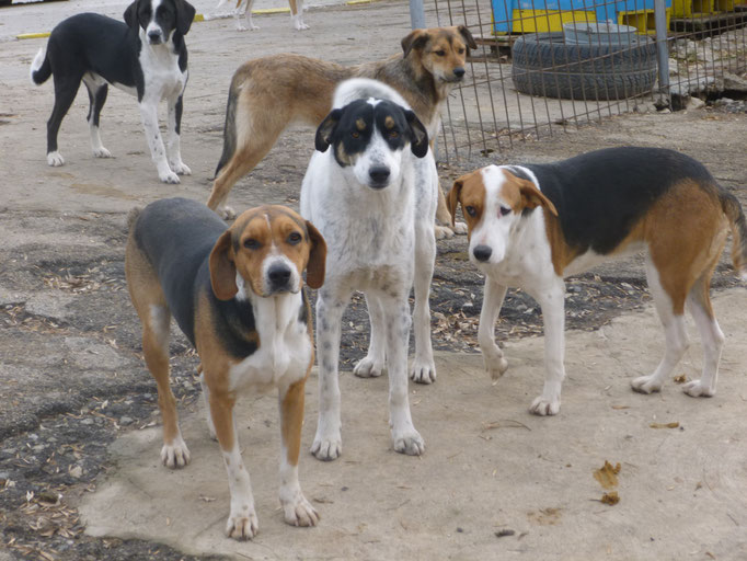 Aiko, Tripsi und Ayla