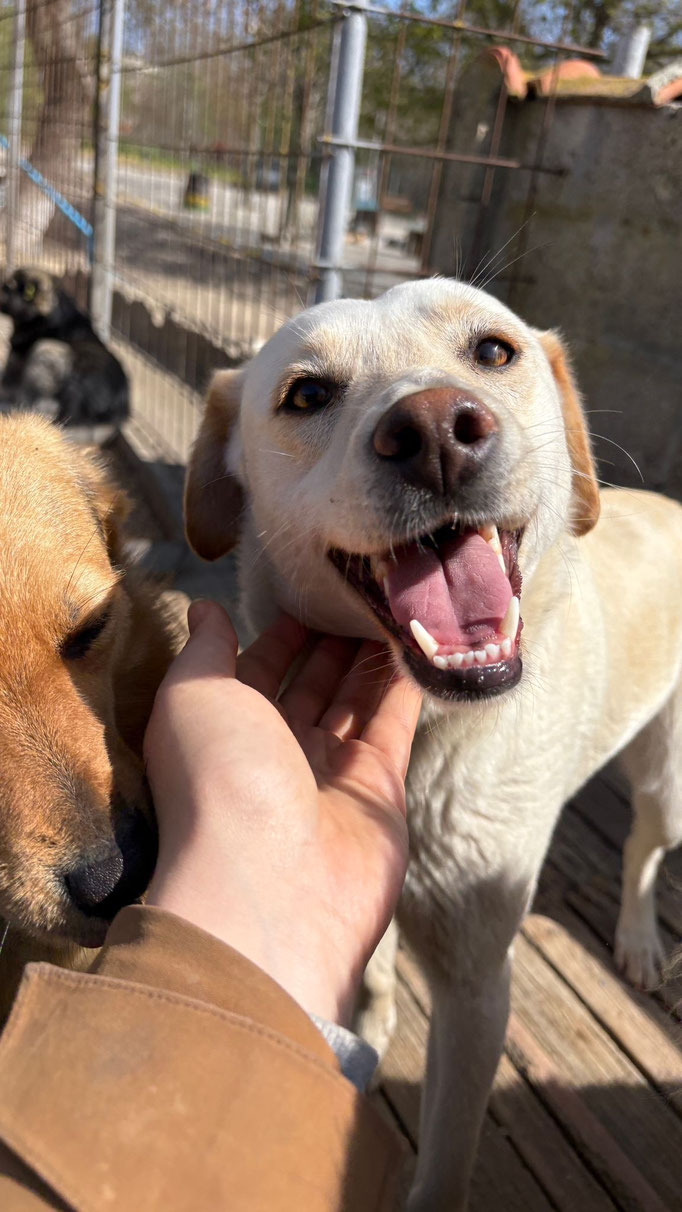 April 2025: Vera freut sich über den Besuch einer Kollegin im Auslauf.