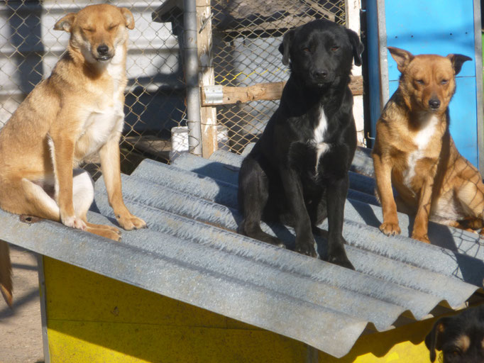 Bebo, Zoro und Beba