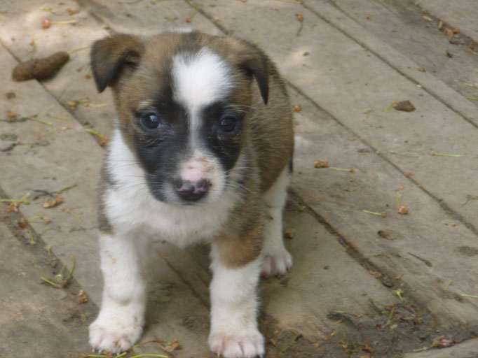 ein erstes Bild von der kleinen Roxy