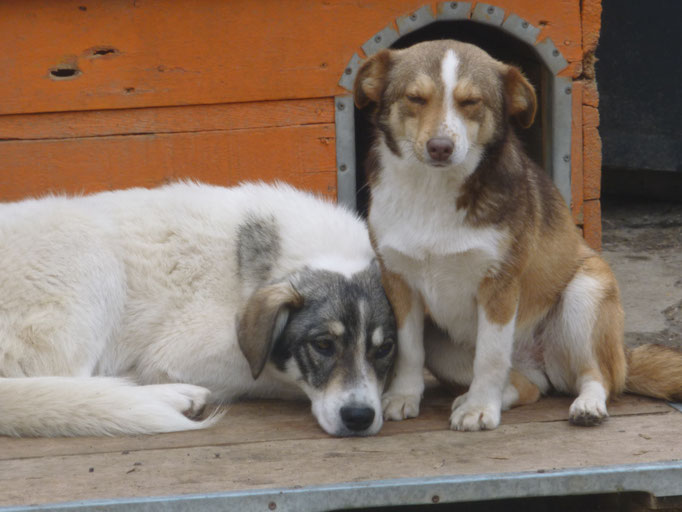 Tokki und Fenja