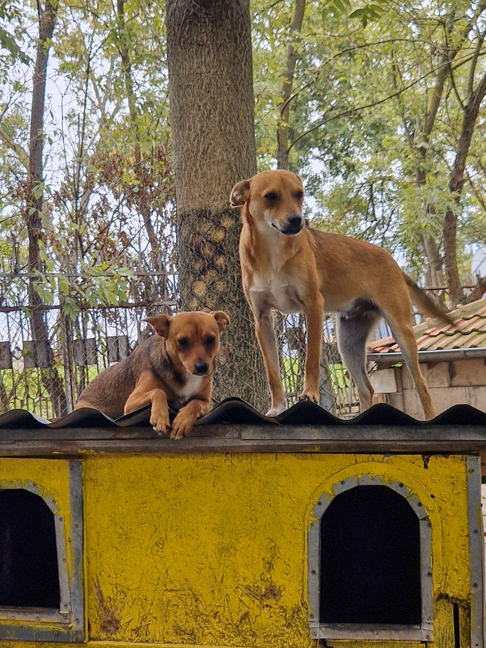 Beba und Bebo