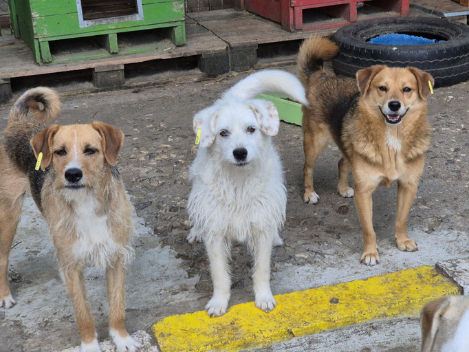 Betina, Betsy und Tino (rechts) im Juli 2026