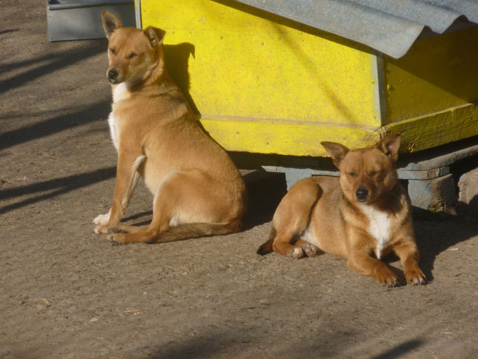 Bebo und Beba