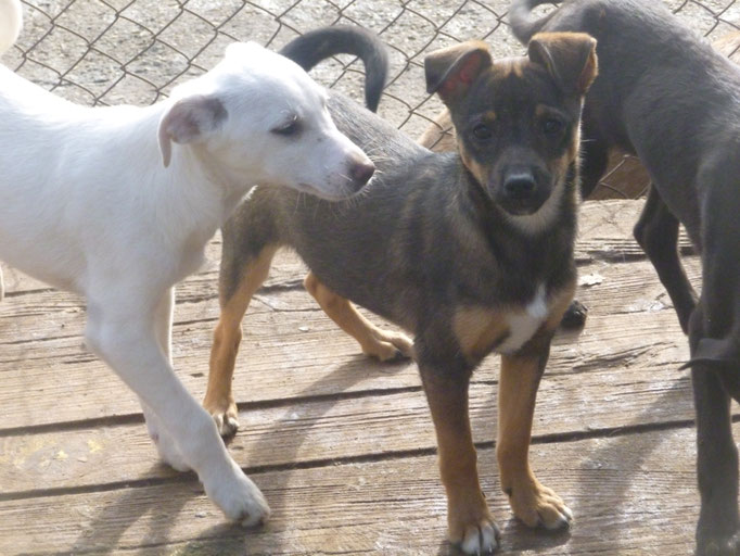 Buddy und Bambi im Dezember