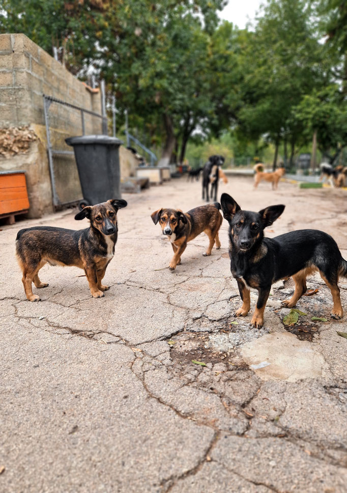 Chivito (links), Schwester Sabra (rechts) hat mittlerweile ein Zuhause in Süddeutschland gefunden.