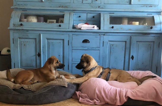 Teo und The haben ein gemeinsames Zuhause gefunden! 