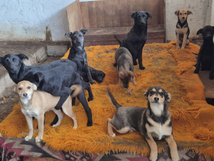 Blondi mit Nola und ihren Geschwistern