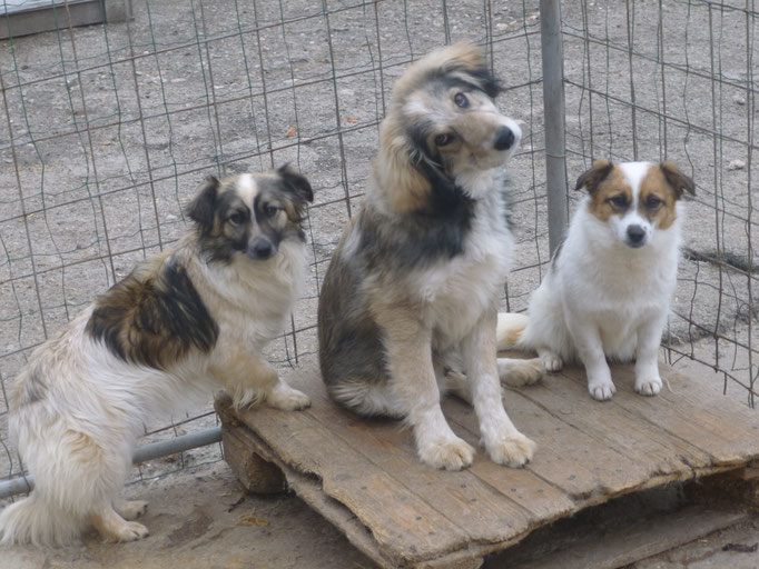 Ava, Rocco und Aly