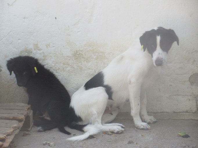 Blacky und seine Mama