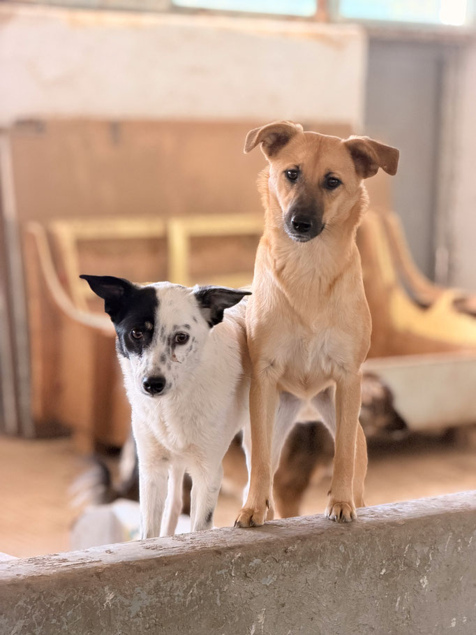 Hündin Estrea und Mia