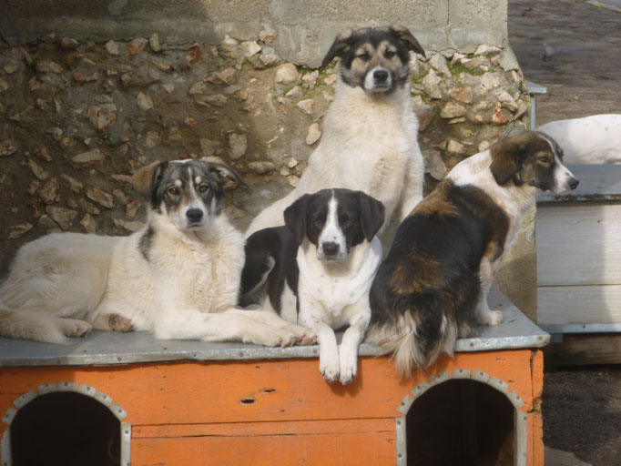 mit Terri und seinem Bruder Tokki und der scheuen Samira (rechts)