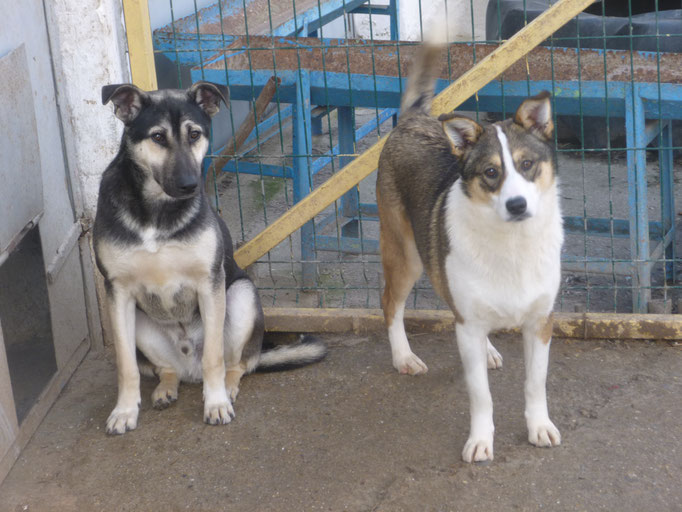 Atila und Colin