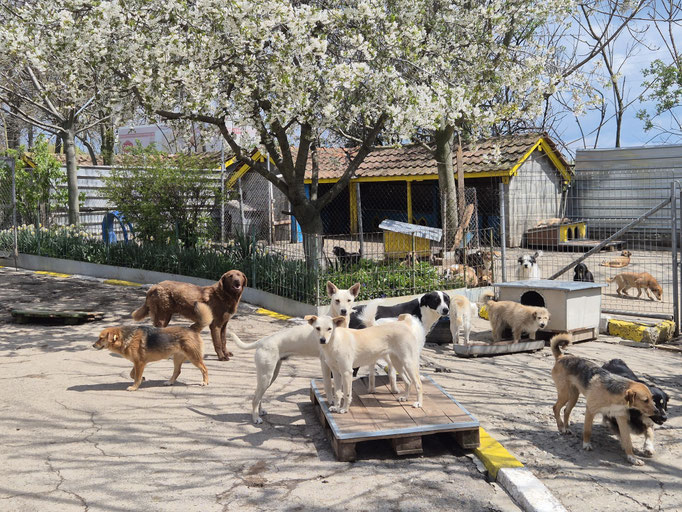 Frühling im Tierheim!