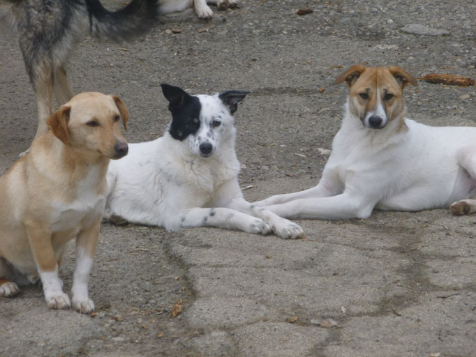 Nino, Estrea und Roxane