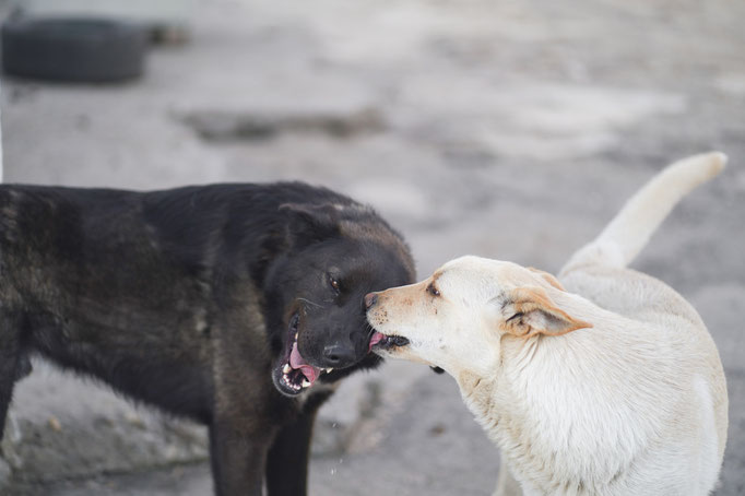 Felix und Snowy