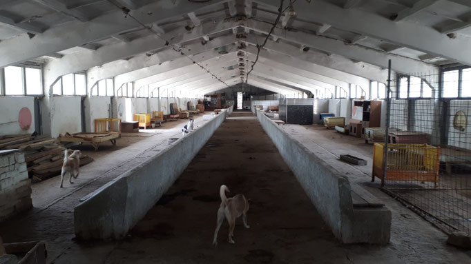 die große Halle, die einigen Hunden, besonders den Jungen, besonders im Winter Schutz bietet