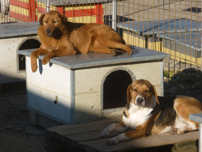 Lotti auf der Hütte