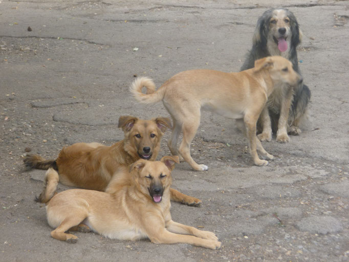 Mia, Mogli und stehend Emili. Im Hintergrund Rocco