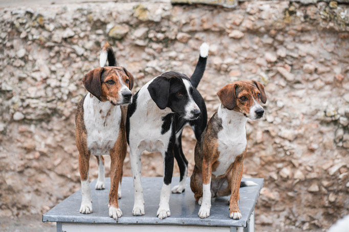 Robie mit seinen Brüdern Ricky und Rusty.