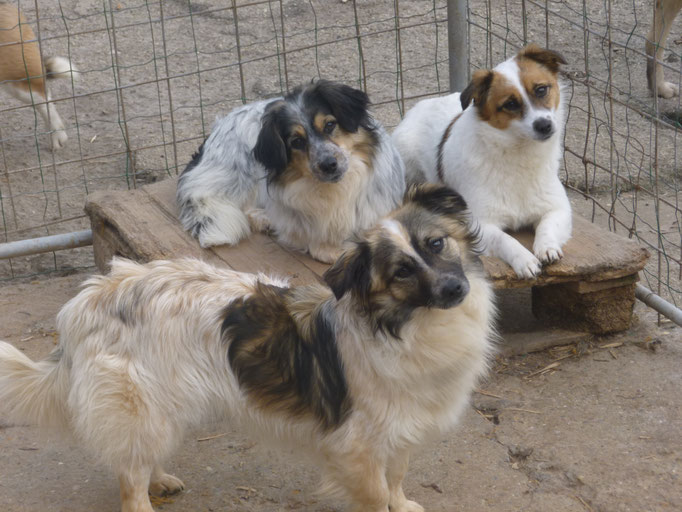 Aly (hinten rechts), vorne Ava, links ist ihr Bruder Anis