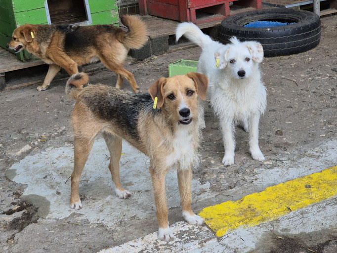 Betina und Betsy