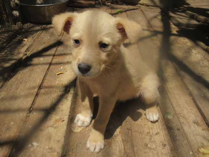ein erstes Bild von Scooby