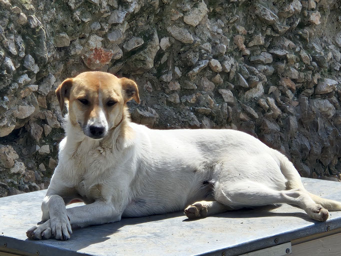 im April wartet Roxane immer noch auf ein Zuhause!?