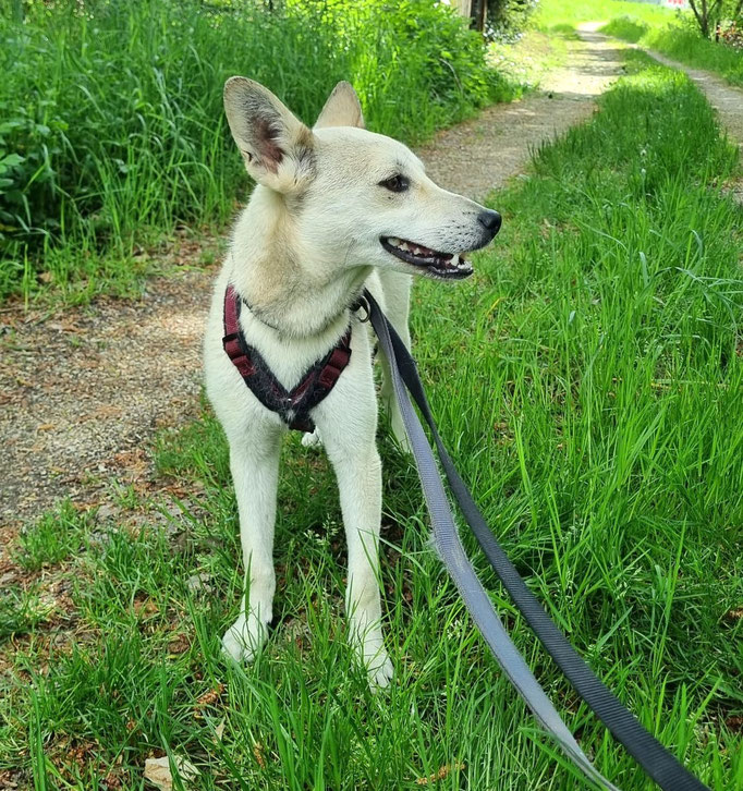 Idele ist vorsichtig, aber auch sehr neugierig und es gefällt ihr wohl der erste Spaziergang.