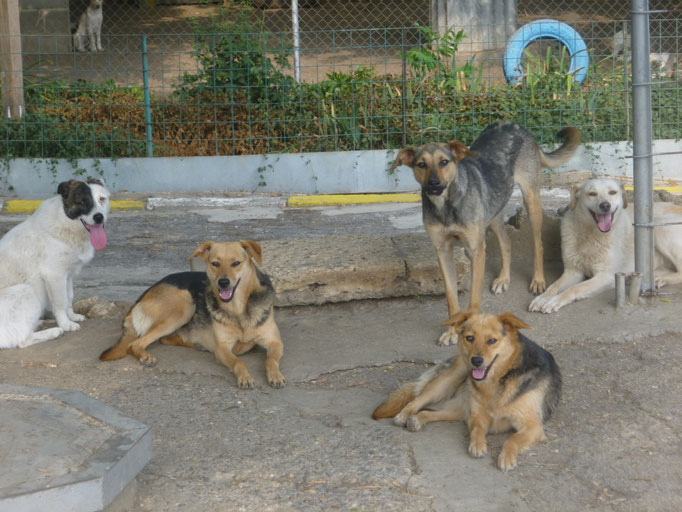 Roy (links) mit den vier Schwestern Vaya, Vanina, Vera (helles Fell) und Valery