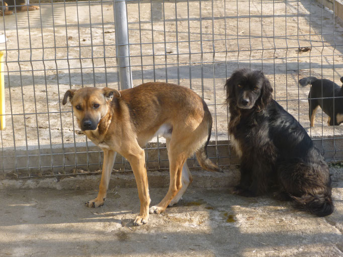 Riki und die schwarze Hündin Kaya