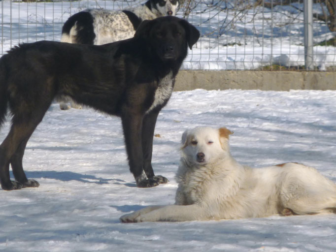 Febr. 2025 Felix und Macho