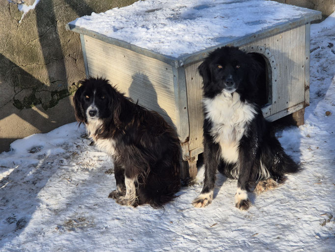 Olanda und Olivia