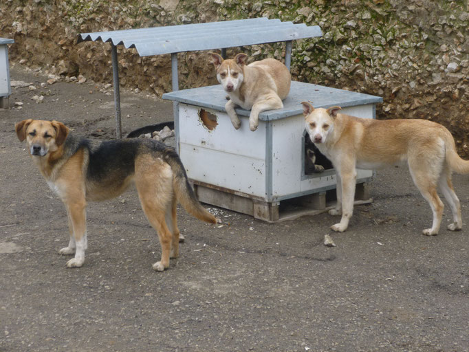 Luna, Candy und Casper