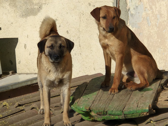 Sweety und Ilmo