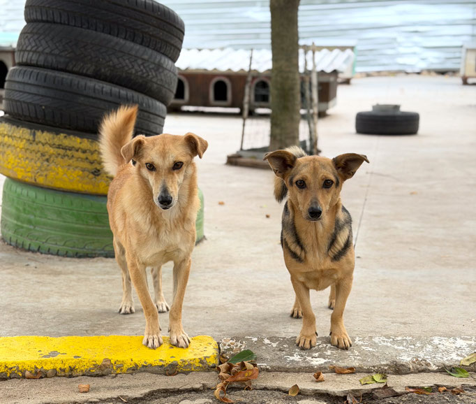 Chico und Trendo