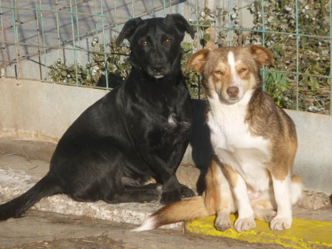 Arti und Fenja in der Wintersonne