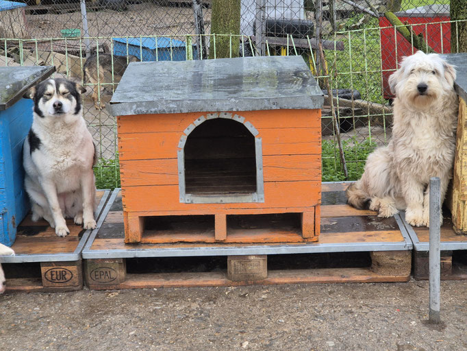 Cleo und Sky im April 2026