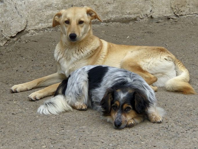 Anis und Mickey