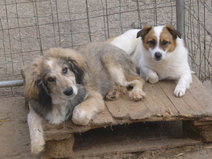 Junghund Rocco und Aly 
