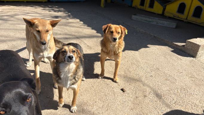 Emma, Tonya und ihr Bruder Tino