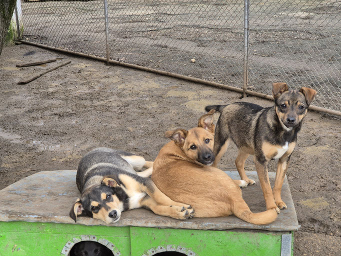 Nola, Balou und Bambi