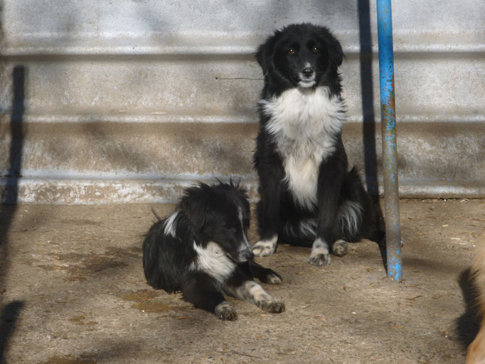 Olanda liegend und Olivia