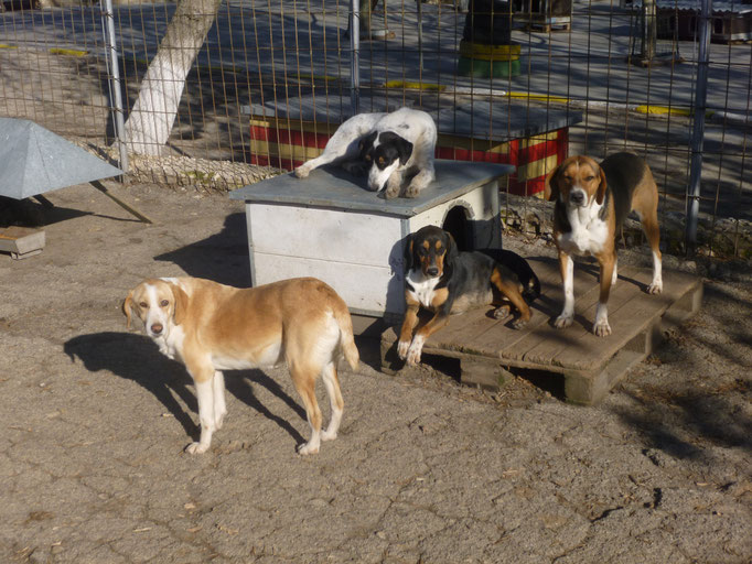 mit Adella Mitte, Aiko rechts und Freundin Tripsi liegt auf der Hütte