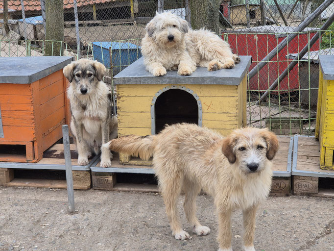 Smockey mit Sam (li.), Mama Sky auf der Hütte
