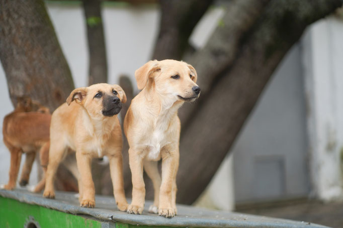 Mia mit Bruder Mogli