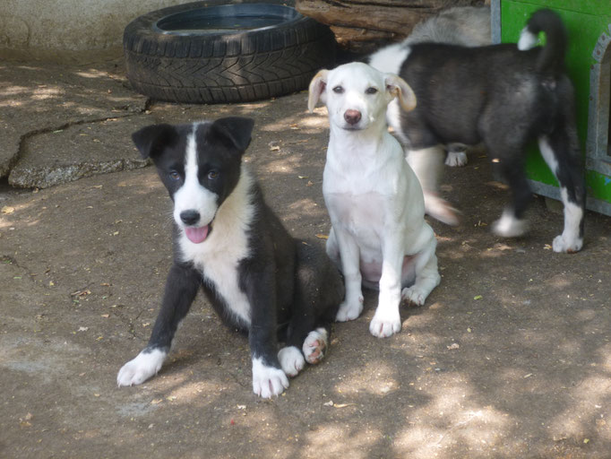Odet und Elinor